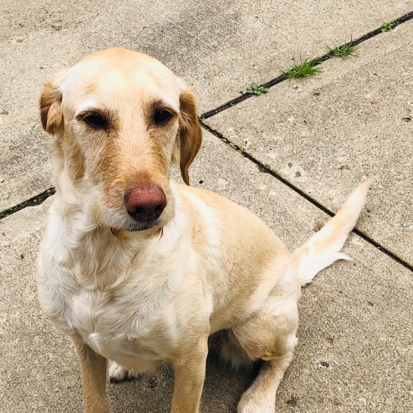 Meet your Posher, Audrey - Picture 1 of 1